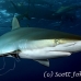 shark_silky_far_jar_h_0080_cub1357.jpg